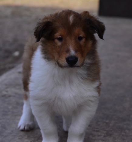 Bear jxd 2017PUP_3274.jpg